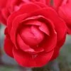 Precious Ruby Floribunda Rose 3L -Garden Care Shop 1046871