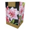 Amaryllis Elvas Indoor Growing Kit -Garden Care Shop 1053337