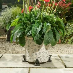 Jardinopia Plant Pot Feet Bronze Frog - Set Of 3 -Garden Care Shop 1177294 4