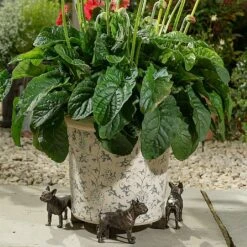 Jardinopia Plant Pot Feet Bronze French Bulldog 7 Jardinopia Plant Pot Feet Bronze French Bulldog -Garden Care Shop 1177301 3