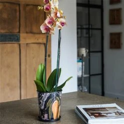 Kew Eclectic Orangery Planter With Saucer 16cm -Garden Care Shop 1227767 4