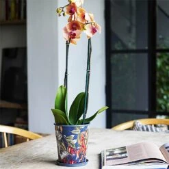 Kew Temperate House Planter With Saucer 14cm 11 Kew Temperate House Planter With Saucer 14cm -Garden Care Shop 1227771 5