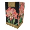 Amaryllis 'Blossom Peacock' (1 Bulb) -Garden Care Shop 1248928