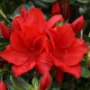 Azalea Santa Maria - 3 Ltr Pot -Garden Care Shop 129026
