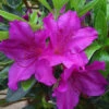 Azalea Blue Danube - 3 Ltr Pot 2 Azalea Blue Danube - 3 Ltr Pot -Garden Care Shop 16734