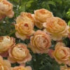 Lady Of Shalott Shrub Rose 6L -Garden Care Shop 518042