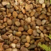 Kelkay Caledonian Pebbles Bulk Bag -Garden Care Shop 574744
