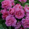 Princess Anne Shrub Rose 6L -Garden Care Shop 621287