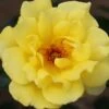 Golden Showers Climbing Rose 4L -Garden Care Shop 660678