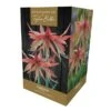 Amaryllis Sumatra Gift Pack -Garden Care Shop 666426
