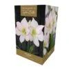 Amaryllis Picotee -Garden Care Shop 666430