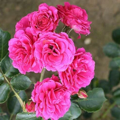 Starlight Express Climbing Rose - 4 Ltr Pot