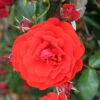 Trumpeter Floribunda Rose - 3 Ltr Pot -Garden Care Shop 677677
