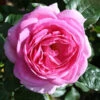 Mum In A Million Floribunda Rose - 3 Ltr Pot -Garden Care Shop 677746
