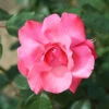 Galway Bay Climbing Rose - 4 Ltr Pot -Garden Care Shop 677767