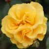 Precious Gold Floribunda Rose 3L -Garden Care Shop 817988