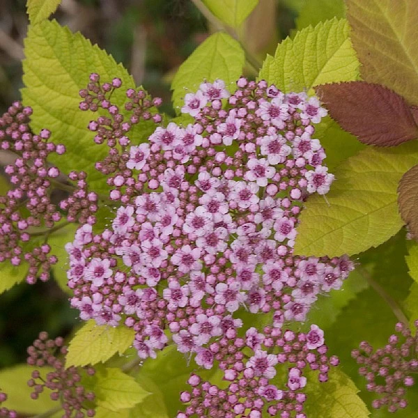 Spiraea 'Double Play Big Bang' 3 Spiraea 'Double Play Big Bang'