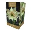 Amaryllis Magic Green Gift Pack -Garden Care Shop 860447
