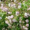 Blush Noisette Climbing/Rambling Rose 6L -Garden Care Shop 868959