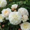 Tranquillity Fragrant English Shrub Rose 6L -Garden Care Shop 869106