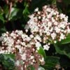 Viburnum Tinus 'Lisarose' -Garden Care Shop 869198