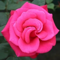Timeless Charisma Hybrid Tea Rose 3L