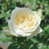 Countess Of Wessex Shrub Rose 4L -Garden Care Shop 914196