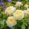 Vanessa Bell Shrub Rose 6L 1 Vanessa Bell Shrub Rose 6L -Garden Care Shop 999507