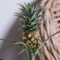 Ananas Mi Amigo (Pineapple Plant) -Garden Care Shop ANANAS 2