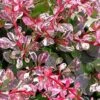 Berberis Thunbergii F. Atropurpurea 'Harlequin' -Garden Care Shop BEHAR