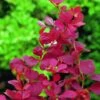 Berberis Thunbergii 'Orange Rocket' -Garden Care Shop BEORO