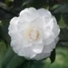 Camelia Japonica 'White'