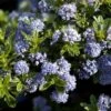 Ceanothus 'Blue Mound' -Garden Care Shop CEABLUMOUND