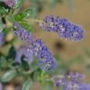 Ceanothus 'Italian Skies' -Garden Care Shop CEAITSK