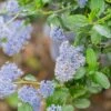 Ceanothus Skylark 1 Ceanothus Skylark -Garden Care Shop CEANSKYLAR