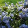 Ceanothus Thrysiflorus 'Repens' -Garden Care Shop CEAREPN