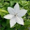 Clematis 'Tsukiko' -Garden Care Shop CLEMTSUK