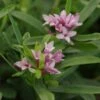 Daphne 'Eternal Fragrance' -Garden Care Shop DAPHETEFRA