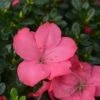 Evergreen Azalea 'Anouk' 2 Evergreen Azalea 'Anouk' -Garden Care Shop EAZAANOUK