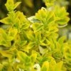 Euonymus Fortunei 'Emerald N Gold' 2 Euonymus Fortunei 'Emerald N Gold' -Garden Care Shop EUEGO
