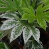 Fatsia Japonica 'Spider's Web' -Garden Care Shop FATSPIWEB