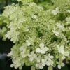 Hydrangea Paniculata 'Bobo' -Garden Care Shop HYDBOBO