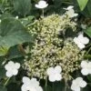 Hydrangea Anomalis 'Petiolaris' -Garden Care Shop HYDPETI