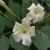 Jasminum Officinale 'Clotted Cream' 1 Jasminum Officinale 'Clotted Cream' -Garden Care Shop JASCLCR