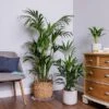Kentia Palm (Howea Forsteriana) -Garden Care Shop KENTIAPALM