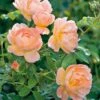 The Lark Ascending English Shrub Rose -Garden Care Shop LARKASCEND
