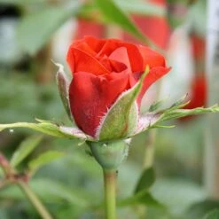 Little Bronze Rose -Garden Care Shop LITTLEBR 2