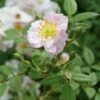Little Rambler Climbing Rose -Garden Care Shop LITTLERA