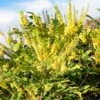 Mahonia X Media 'Winter Sun' 2 Mahonia X Media 'Winter Sun' -Garden Care Shop MAHWINTSUN