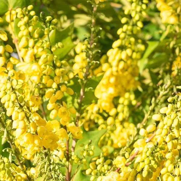 Mahonia X Media 'Winter Sun' 4 Mahonia X Media 'Winter Sun' - Image 2